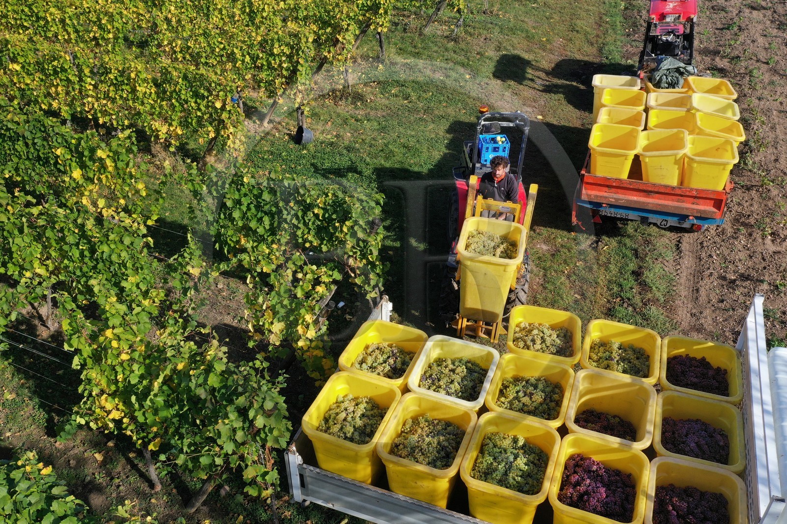 France, Haut-Rhin (68), Route des vins d'Alsace, Ribeauvill