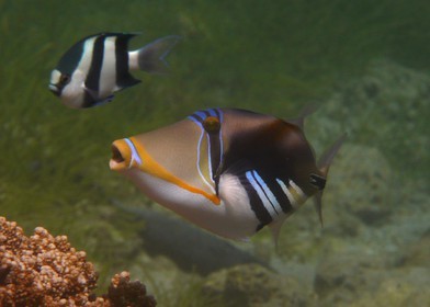 France, Reunion Island (French overseas department), coral reef of Saint Gilles and Ermitage lagoon (underwater view)