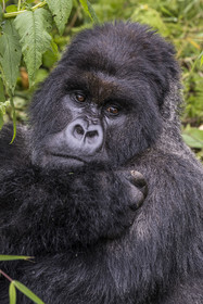 Rwanda, Province du Nord, Parc National des Volcans dans la chaine des Monts Virunga, mont Karisimbi, gorille des montagnes (Gorilla beringei beringei), dos argenté (silverback) nommé Impuzamahanga qui est le male dominant du groupe Susa