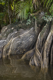 France, Guyane, Kourou, camp Maripas dans la forêt tropicale, Pterocarpus officinalis aux grands contreforts ondulés ou moutouchi-marécage en créole guyanais dans une crique, petite rivière, affluent du fleuve Kourou