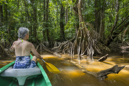 France, Guyane, Kourou, camp Maripas dans la forêt tropicale, découverte en canoé d'une crique, petite rivière, affluent du fleuve Kourou, Pterocarpus officinalis aux grands contreforts ondulés ou moutouchi-marécage en créole