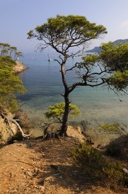 France, Var (83), Iles d'Hyères, parc national de Port-Cros, île de Porquerolles, la Plage Notre Dame