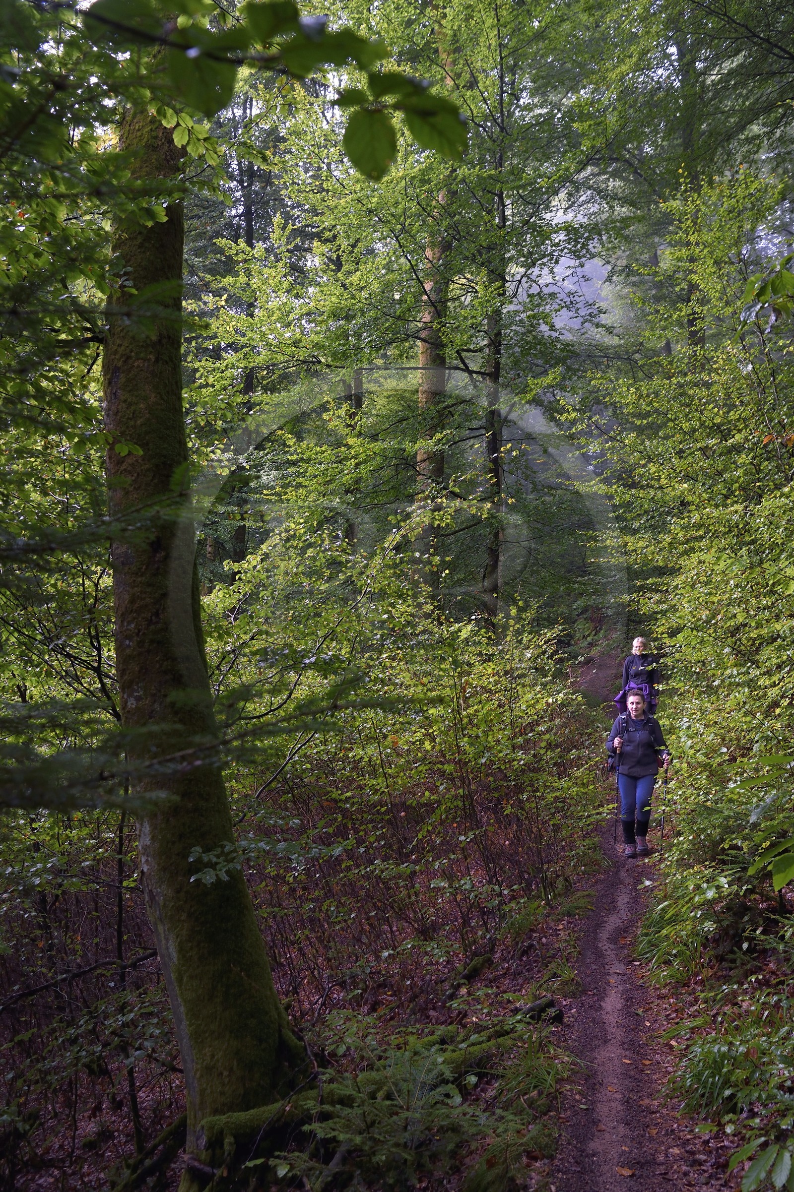 France, Bas-Rhin (67), Parc Naturel régional des Vosges du Nord, La Petite Pierre, sentier des Trois Roches vers le Rocher Blanc