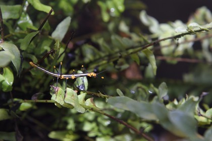 France, Paris (75), Le Parc zoologique de Paris (Zoo de Vincennes), Phasme du Pérou (Oreophoetes peruana) dans la biozone Guyane sous la Grande Serre