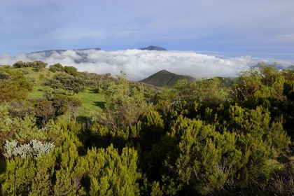 France, Ile de la Reunion, la Plaine des Cafres au pied des pentes du volcan du Piton de la Fournaise et l'ancien volcan du Piton des Neiges en arrière plan