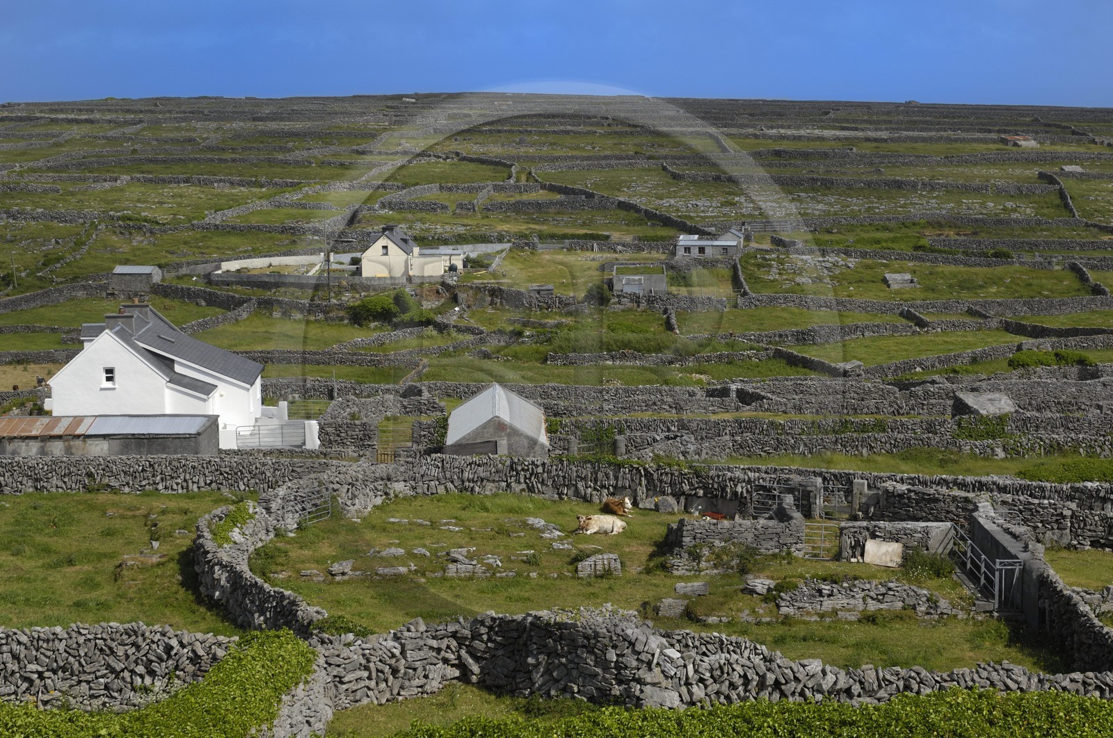 Irlande, Comté de Galway, Aran Islands, Inishmaan, murets typiques en pierres sèches délimitant chaque parcelle de terre