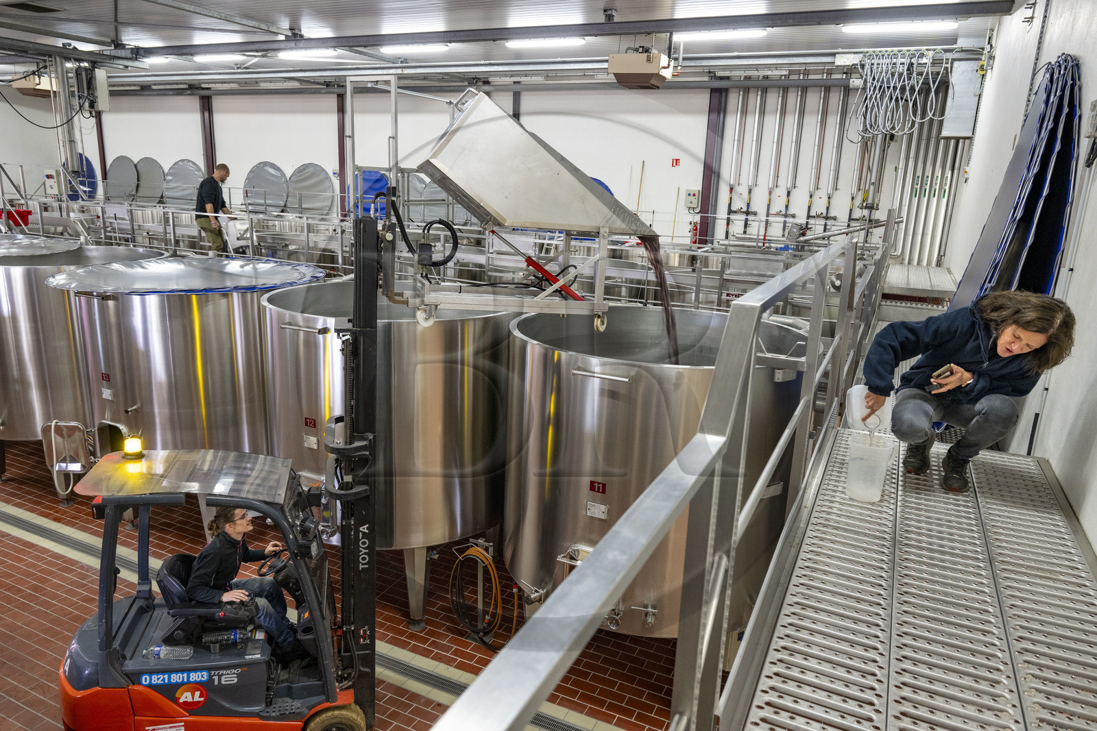 France, Côte-d'Or (21), les climats de Bourgogne classés Patrimoine Mondial de l'UNESCO, Beaune, Cuverie des Hospices de Beaune, mise en cuves thermorégulées du raisin après le tri et l'éraflage sous le controle actif de la régisseur et vinificatrice des Hospices de Beaune Ludivine Griveau