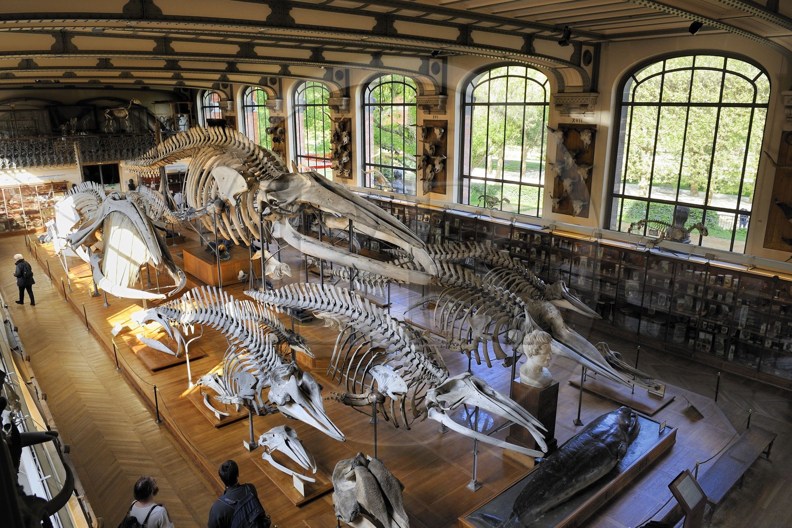 France, Paris (75), Jardin des Plantes, Museum National d'Histoire Naturelle, Galeries de Paléontologie et d'Anatomie comparée
