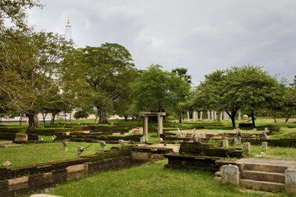 Sri Lanka, province du Centre-Nord, site d'Anuradhapura classé Patrimoine Mondial de l'UNESCO, capitale du Sri Lanka au IIIe siècle avant JC, singes courant dans les ruines et le stupa de Ruwanwelisaya en arrière plan