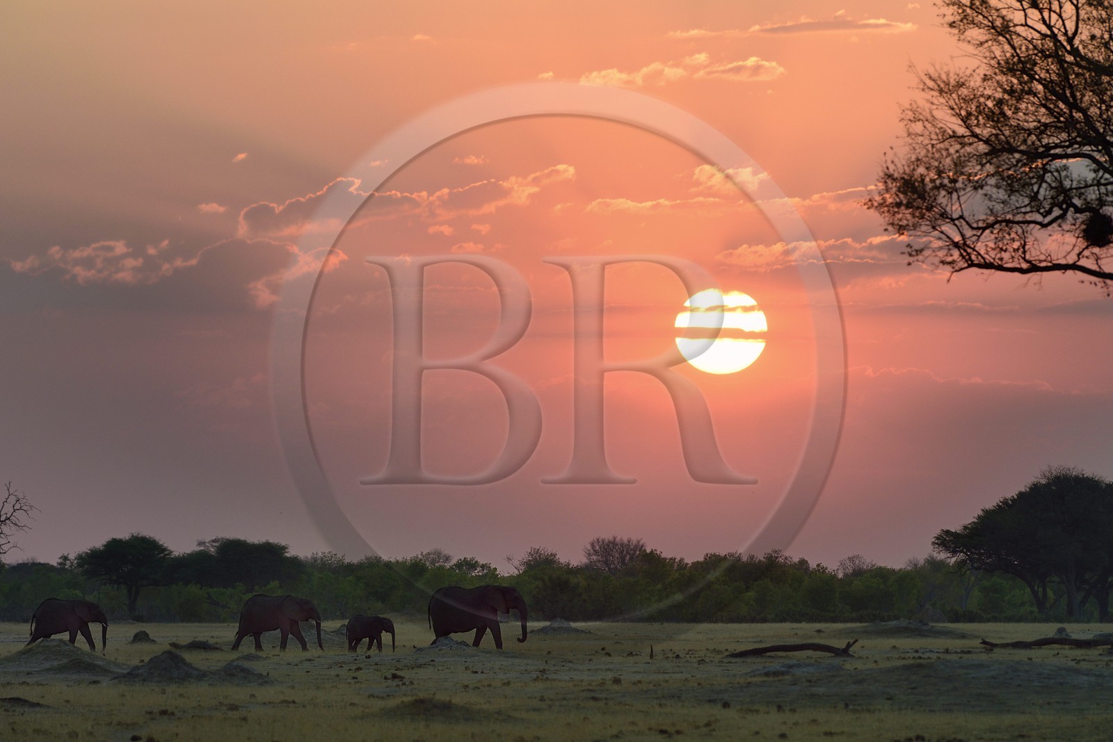 Zimbabwe, Matabeleland North Province, Hwange National Park, wild african elephants (Loxodonta africana) in the savannah at sunset