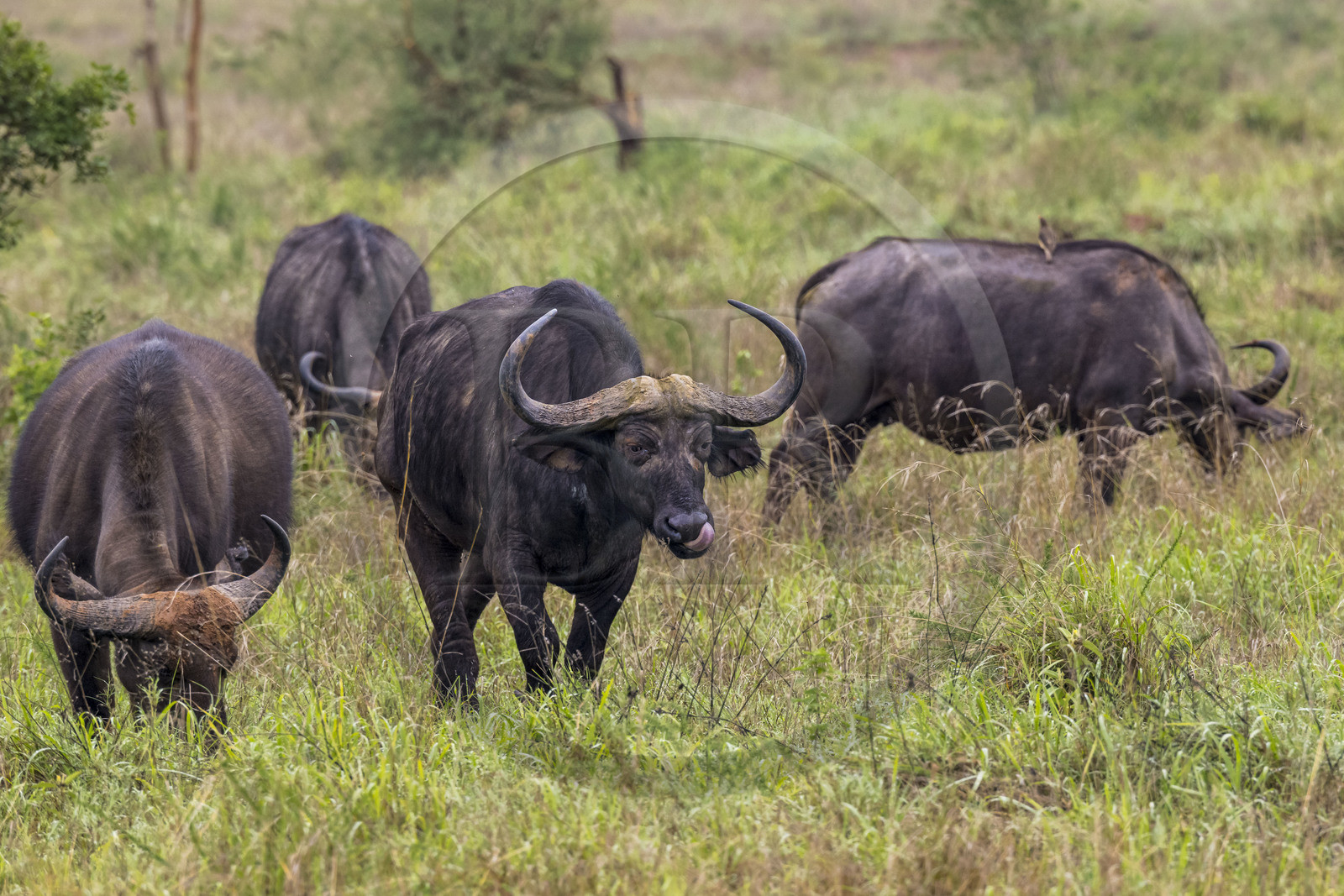 Rwanda, Parc national de l'Akagera, buffle noir des savanes (Syncerus caffer) dans la plaine