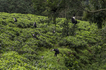 Rwanda, Province de l’Ouest, Gisakura, Parc national de Nyungwe, Colobes de Ruwenzori (Colobus angolensis ruwenzorii) pendant un safari à pied dans la forêt tropicale humide naturelle bordée par les plantations de thé