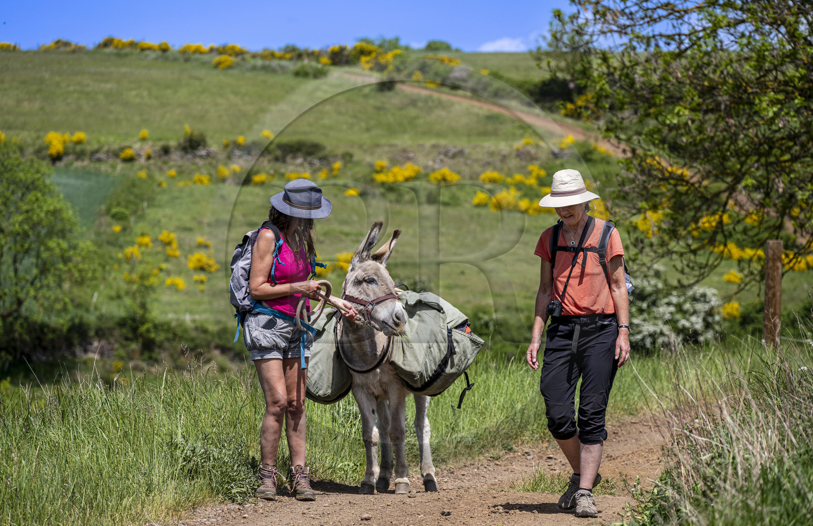 France, Haute-Loire (43), hiking with a donkey on the Robert Louis Stevenson Trail (GR 70) between Le Monastier-sur-Gazeille and Saint-Martin-de-Fugères