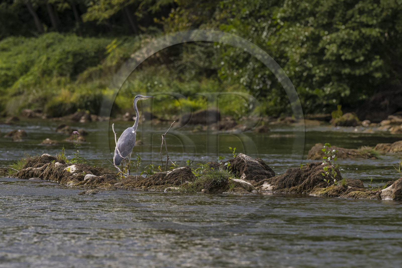 France, Aveyron (12), parc naturel régional des Grands Causses, Millau, berges du Tarn, héron cendré (Ardea cinerea)