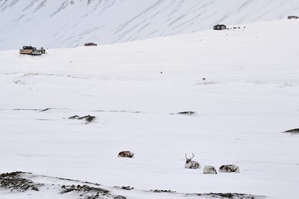 Norway, Svalbard, Spitzbergen, Adventdalen valley near Longyearbyen,, Svalbard reindeer (Rangifer tarandus platyrhynchus)