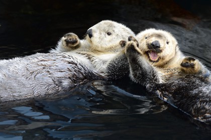 Portugal, Lisbon, Parque das Nações (Nations' Park) built for the Universal Expo 98 World Exhibition, Oceanário (Oceanarium), sea otter (Enhydra lutris)