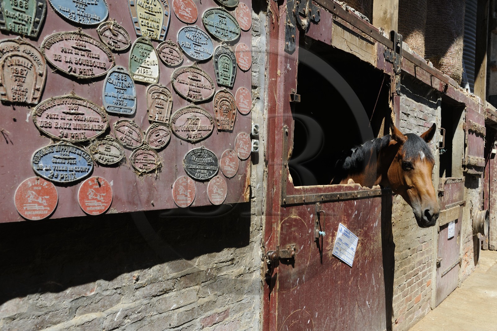 France, Saône et Loire (71), Cluny, l'élevage de Merzé, martinot.fr
