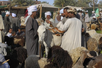 Egypte, Haute Egypte, Daraw au nord d'Assouan, marché aux animaux, vendeurs de moutons et de chèvres
