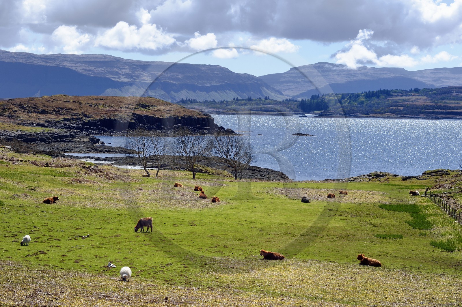 Royaume-Uni, Ecosse, Highland, Hébrides intérieures, Ile de Mull, vaches de race Highland