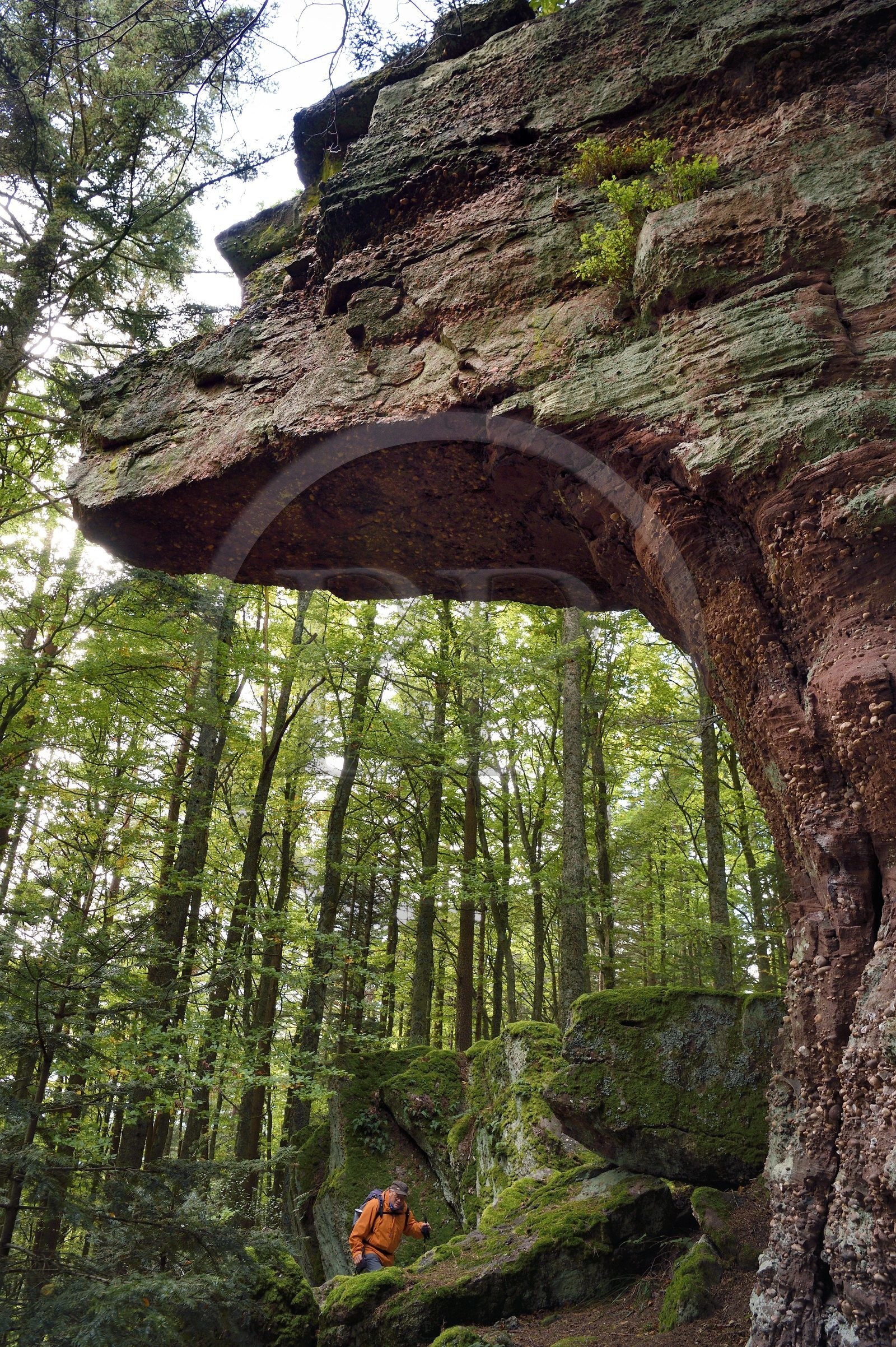 France, Haut-Rhin (68), Thannenkirch, randonnée dans le massif du Taennchel, site dit du Rocher Pointu