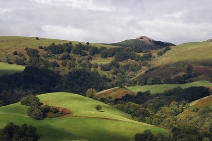 France, Pyrénées-Atlantiques (64), Pays-Basque, vallée des Aldudes, troupeau de vaches