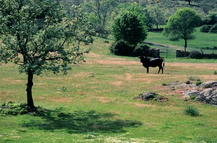 Espagne, Estrémadure, taureau dans un près