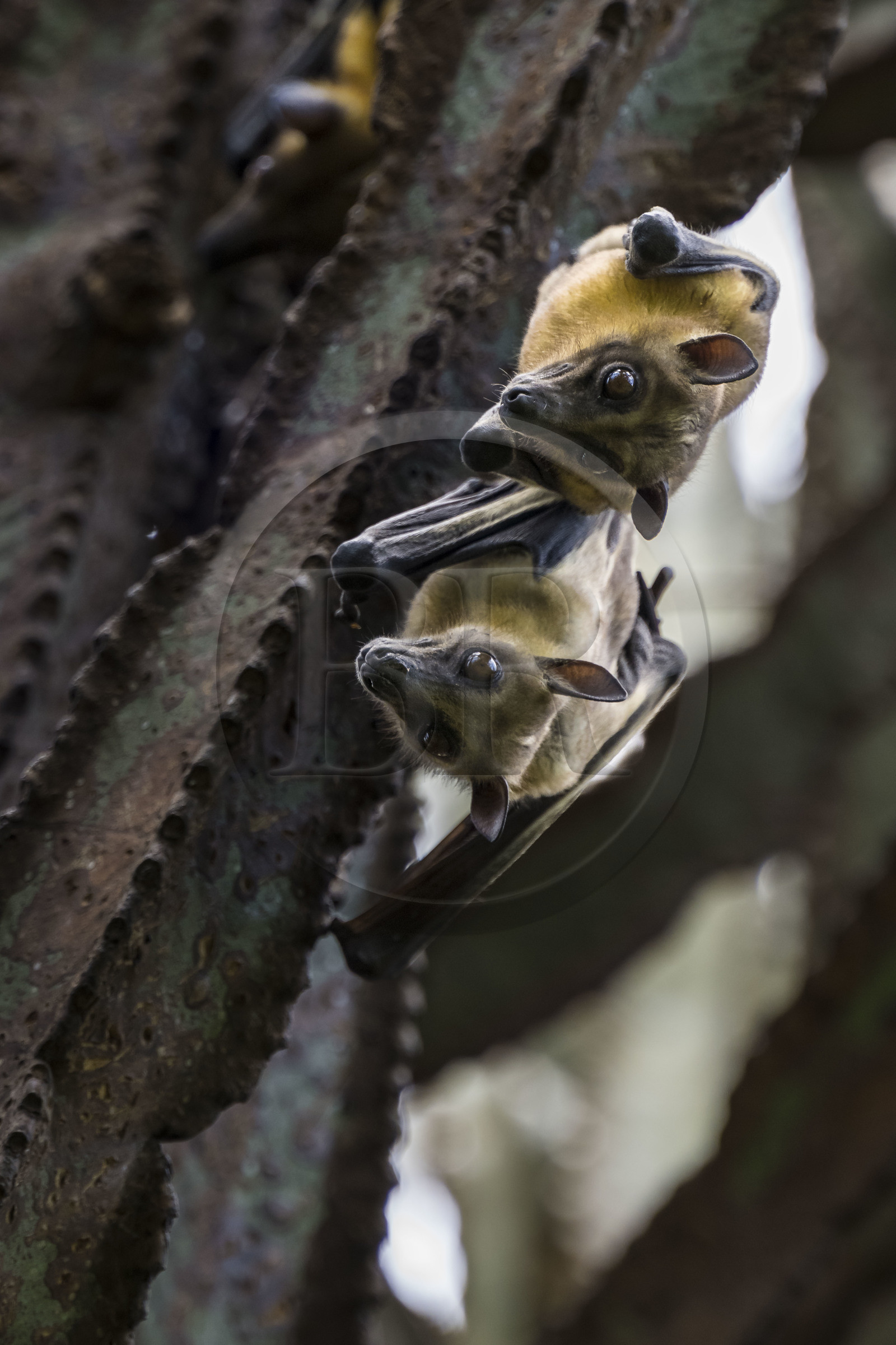 Rwanda, Province de l’Ouest, Karongi (anciennement nommée Kibuye), lac Kivu, Ile Napoléon ou Tembabagoyi, Roussette paillée africaine ou Roussette des palmiers africaine ou Roussette jaune (Eidolon helvum) dans un Euphorbe candélabre