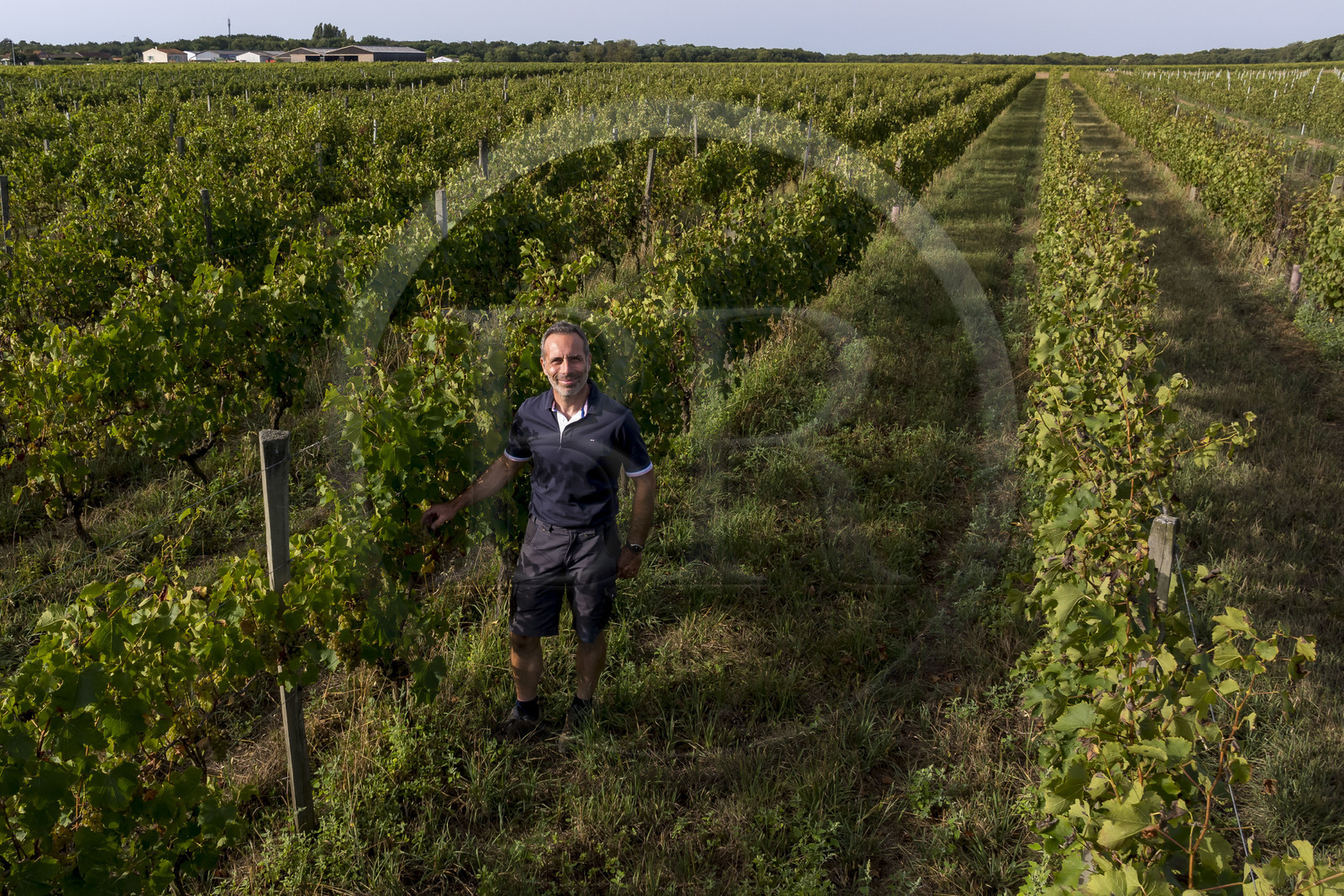 France, Charente Maritime, Oleron island, Saint Georges d'Oléron, hamlet of La Coindrie, winemaker Eric Mage in his vineyard