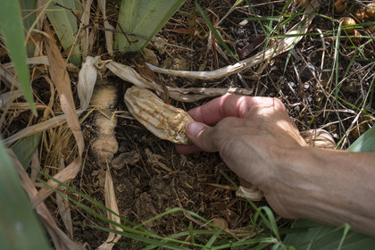 France, Alpes-Maritimes (06), Mouans-Sartoux, Jardins du Musée International de la Parfumerie​ (MIP), iris pallida dont on récupère le rhizome lorsqu'il a trois ans et qu'on fait sêcher pendant trois ans de plus, c'est une matière première de parfum