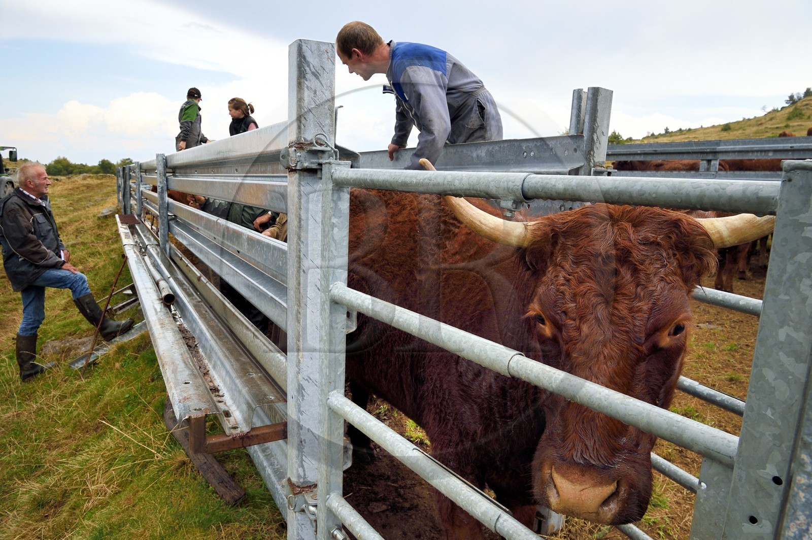 France, Cantal (15), plateau de Chastel-sur-Murat sur le chemin de Saint-Jacques de Compostelle par la Via Arverna, vache Salers dans un corral de contention de l'enclos à bétail