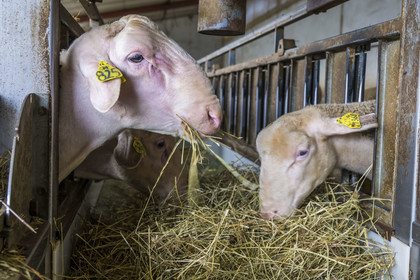 France, Aveyron, Grands-Causses Regional Nature Park, Versols et Lapeyre, Hermilix farm, Lacaune sheep whose milk is used to make Roquefort AOP, a ram on the left