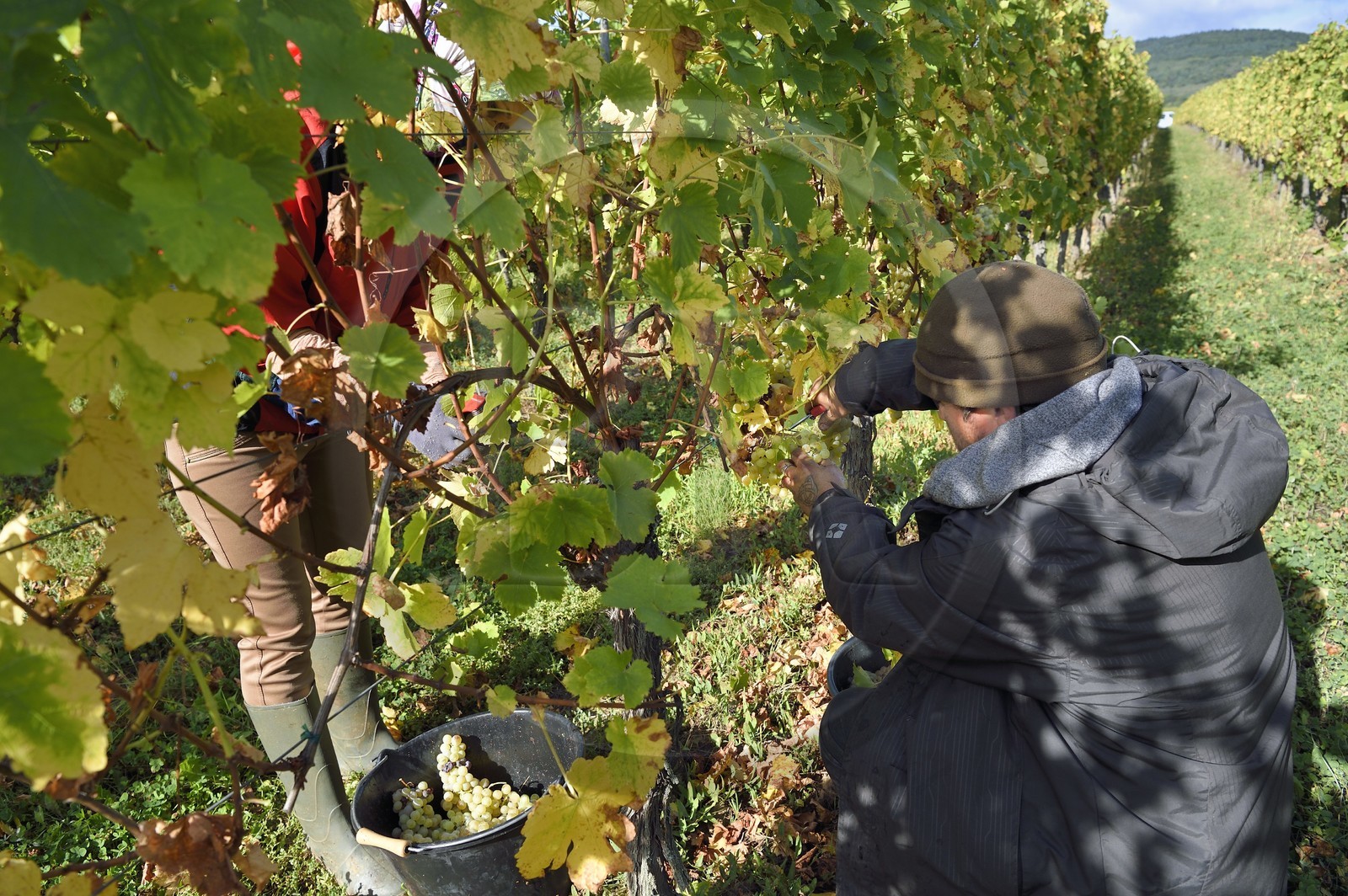 France, Haut-Rhin (68), Route des vins d'Alsace, Ribeauvillé, vendanges sur une parcelle du Domaine viticole Marcel Deiss