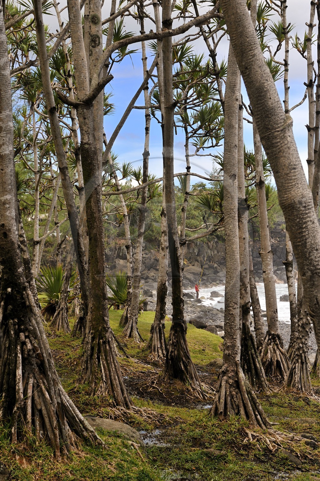 France, île de la Réunion, lieu dit Puit des Anglais vers Saint-Philippe, forêt de vacoas