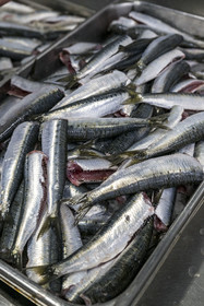 France, Charente-Maritime (17), La Rochelle, les sardines ont fait la réputation du chef étoilé Christopher Coutanceau