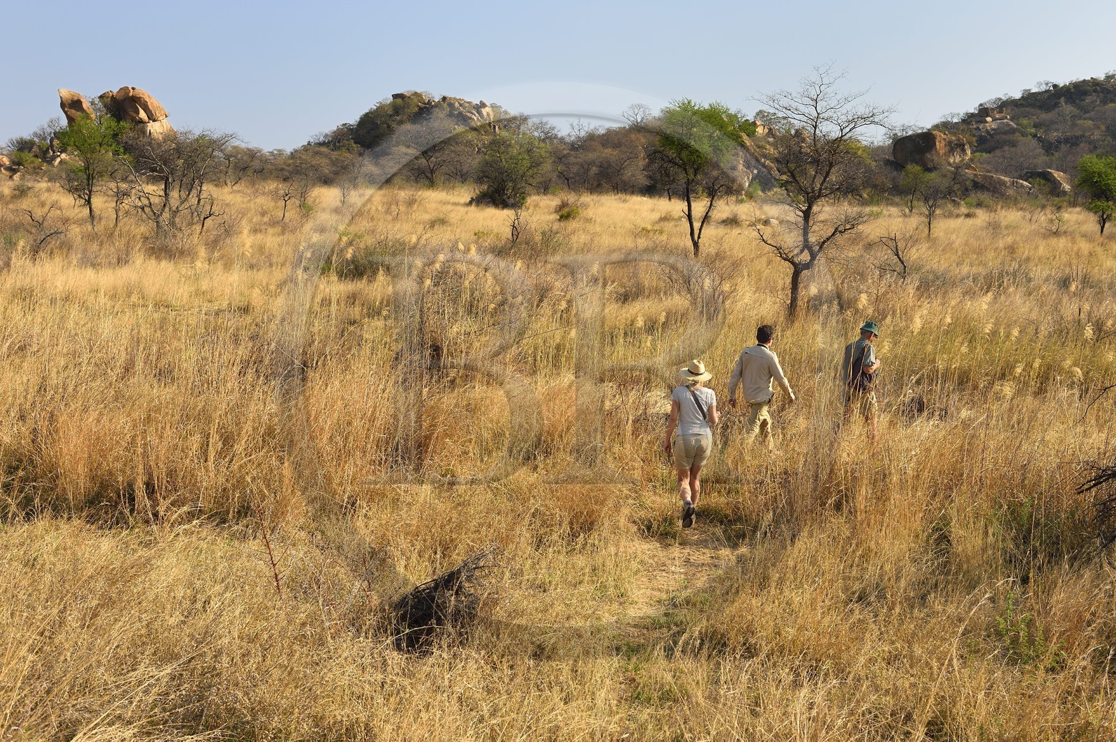 Zimbabwe, province de Matabeleland méridional, Matobo ou Matopos Hills National Park, classé Patrimoine Mondial de l'UNESCO,  safari à pied à la recherche de rhinocéros blanc (Ceratotherium simum)
