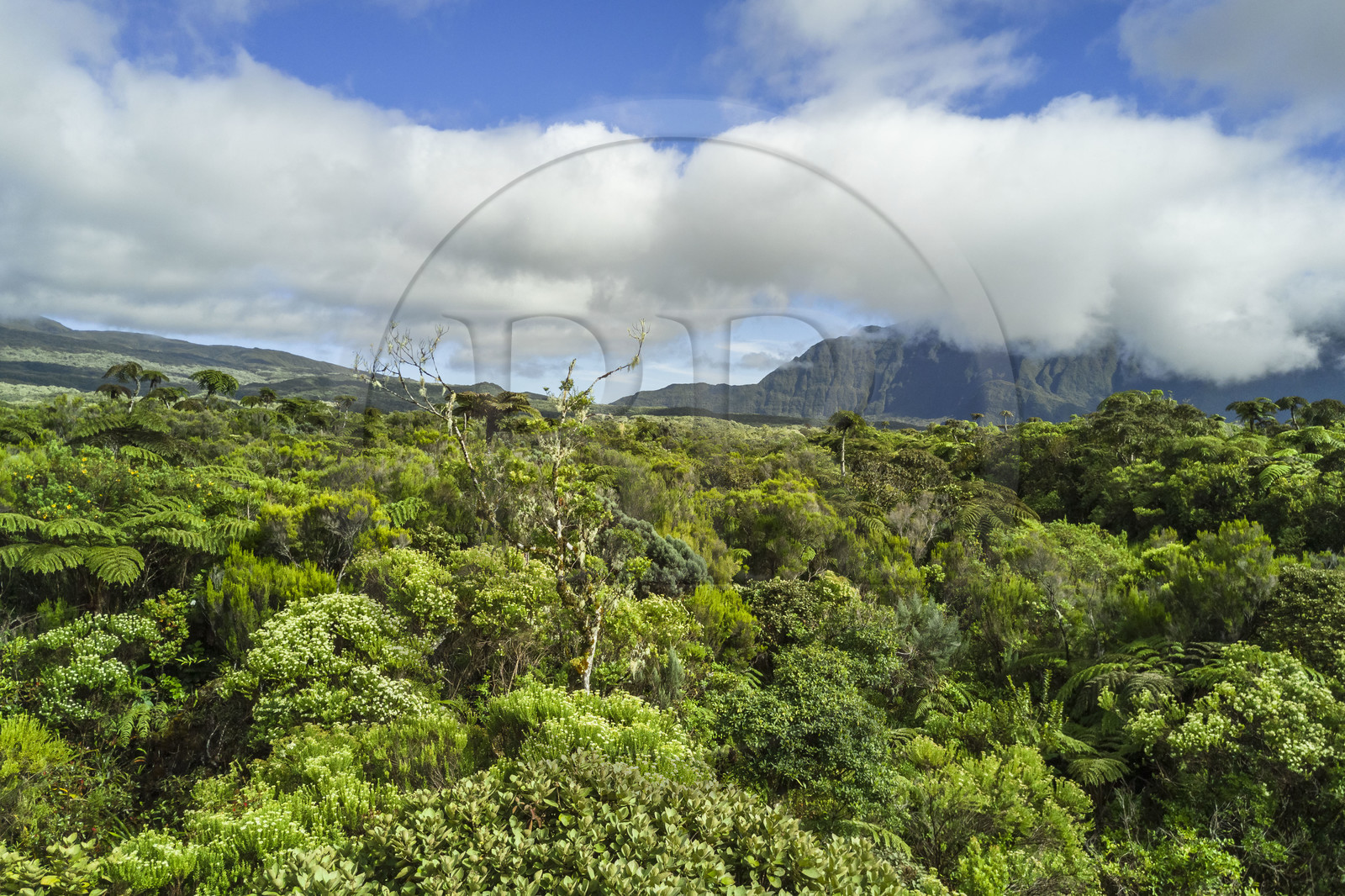 France, Ile de la Reunion, Parc National de la Réunion classé Patrimoine Mondial de l'UNESCO, La Plaine des Palmistes, la forêt de Bébour (vue aérienne)