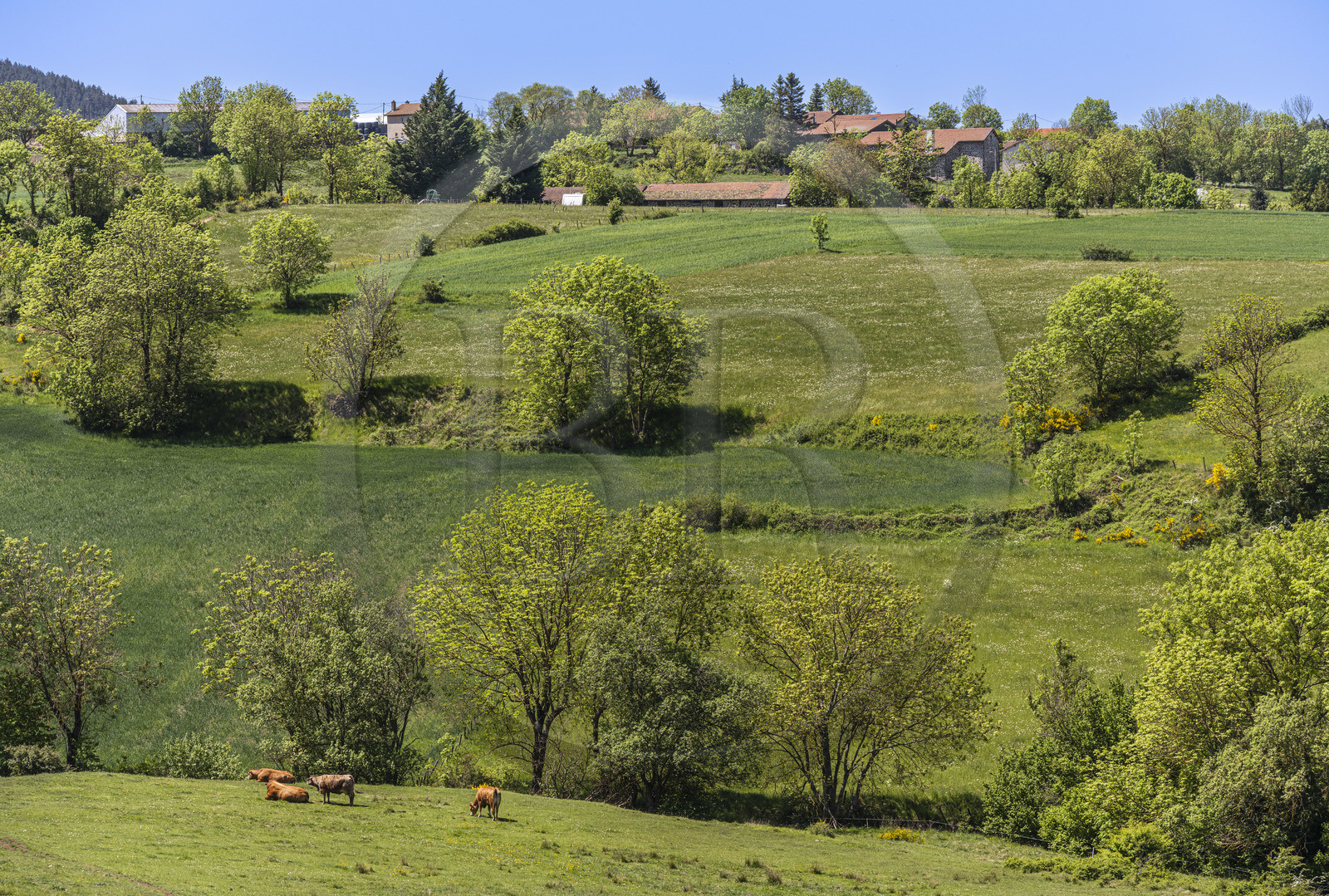 France, Haute-Loire (43), randonnée avec un âne sur le chemin de Stevenson (GR 70) entre Le Monastier-sur-Gazeille et Saint-Martin-de-Fugères
