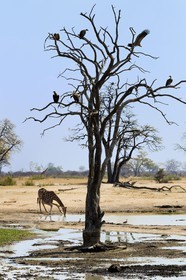 Zimbabwe, province de Matabeleland septentrional, parc national Hwange, vautour africain (gyps africanus) et une girafe (Giraffa camelopardalis) en train de boire au point d'eau
