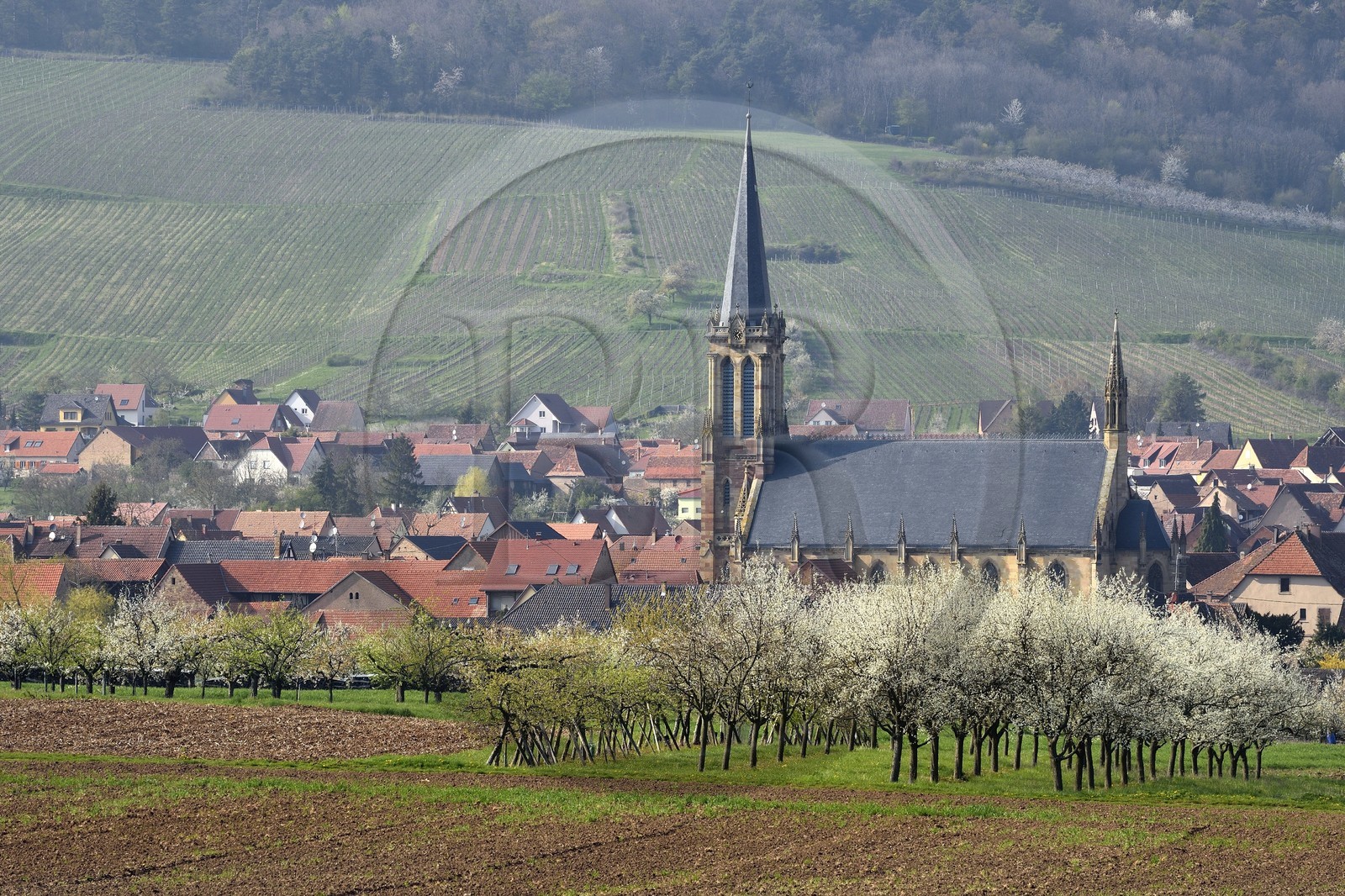 France, Bas-Rhin (67), Route des vins d'Alsace, Westhoffen, cerisiers en fleurs et vignoble en avril