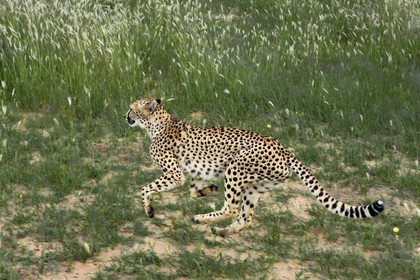 Namibie, Otjiwarongo, Cheetah Conservation Fund, centre de recherche et d'éducation, guépard (Acinonyx jubatus) entrainé à courir pour rester en forme et sain