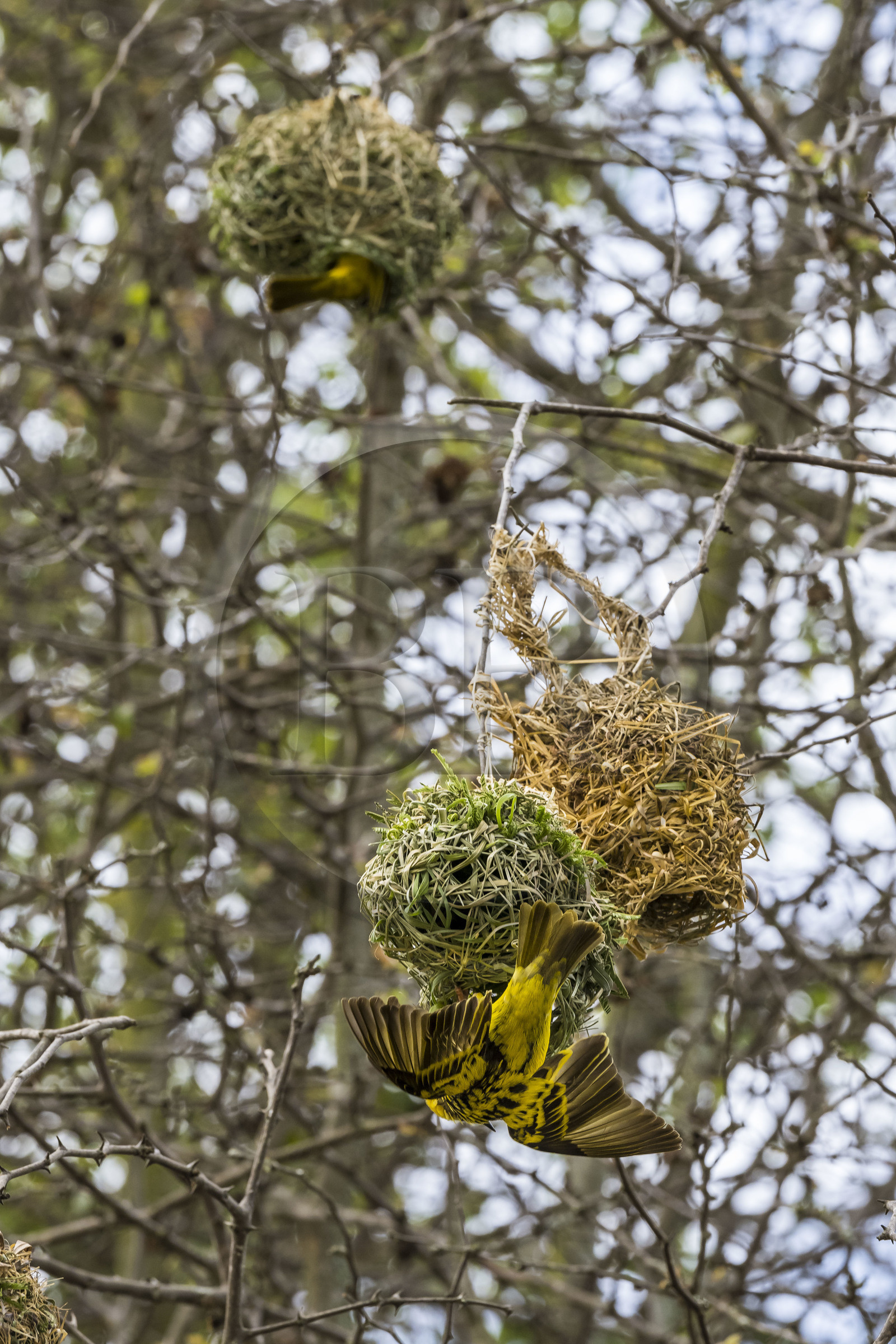 Rwanda, Akagera National Park, village weaver (Ploceus cucullatus) building its nest