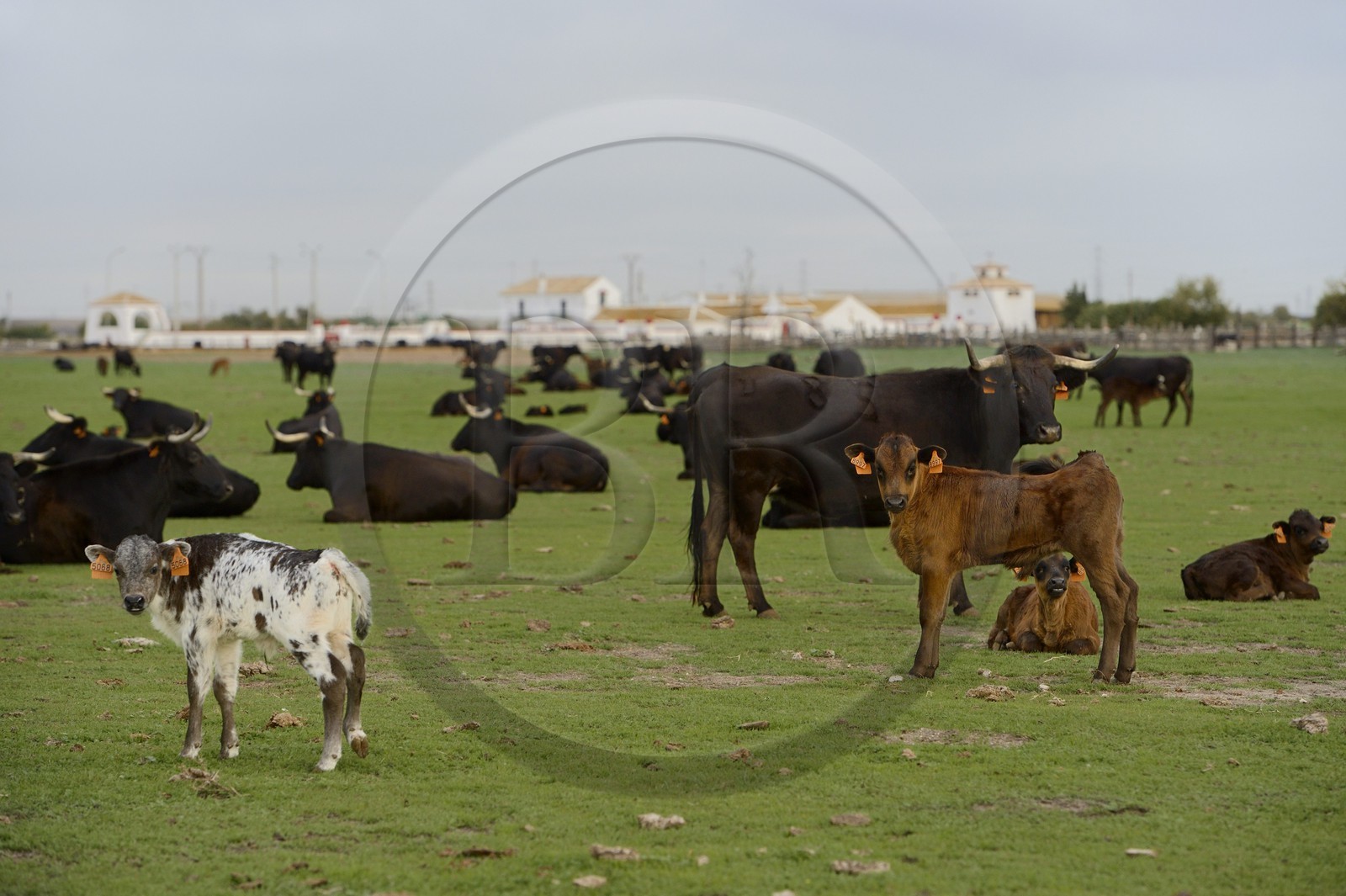 Espagne, Andalousie, province de Séville, Utrera, domaine El Toruno, élevage de taureaux de combat, les femelles et les petits sont maintenus à l'écart des males