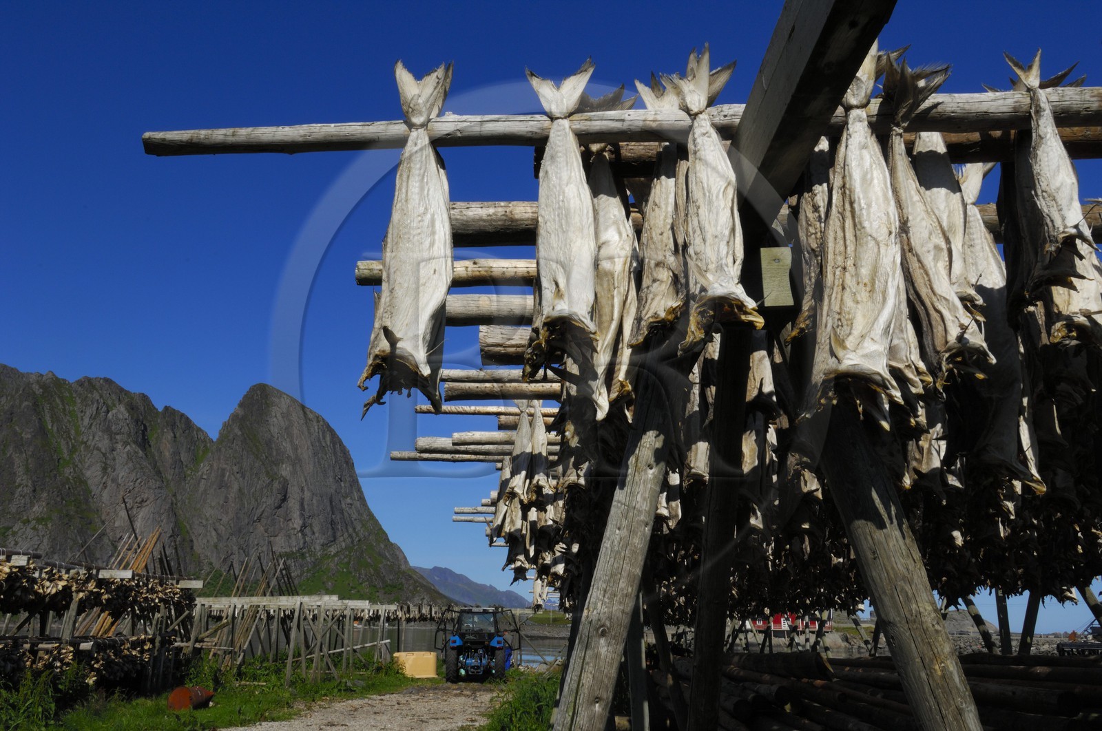 Norvège, Nordland, Iles Lofoten, Ile de Moskenes, séchage de la morue à Sakrisoya près de Reine