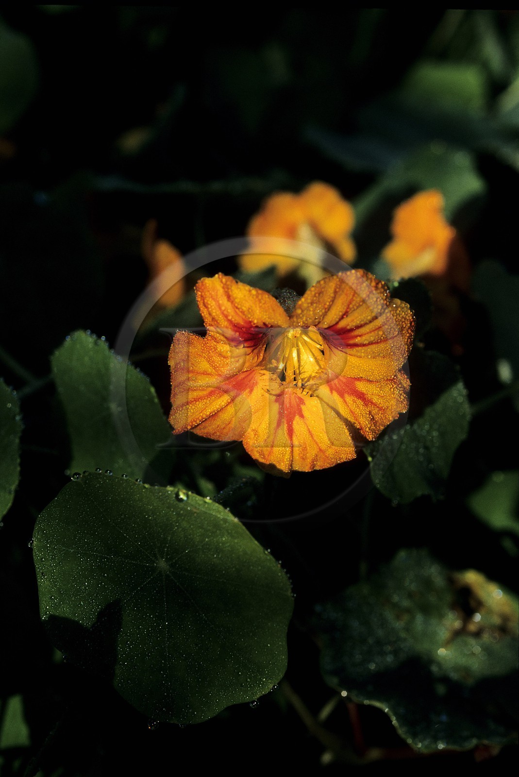 France, Eure (27), Giverny, jardin de Claude Monet, capucines (mi Octobre)