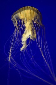 France, Charente-Maritime (17), La Rochelle, Aquarium La Rochelle, Mention obligatoire, méduse (Chrysaora Melanaster)