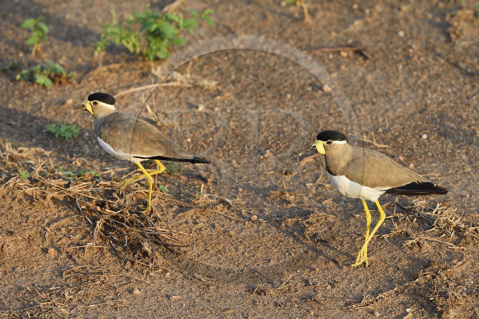 Sri Lanka, province d'Uva, Parc national d'Uda Walawe (Udawalawe National Park), vanneau de Malabar (Vanellus malabaricus)