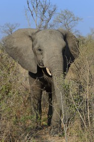 Zimbabwe, Midlands Province, Gweru, Antelope Park, African elephant (Loxodonta africana)
