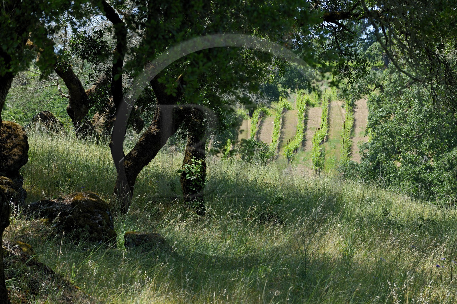 Etats-Unis, Californie, Sonoma County, le vignoble de la propriété Arista