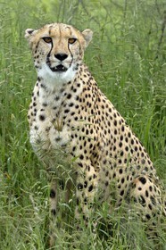 Namibie, Otjiwarongo, Cheetah Conservation Fund, centre de recherche et d'éducation, guépard (Acinonyx jubatus) dans les hautes herbes