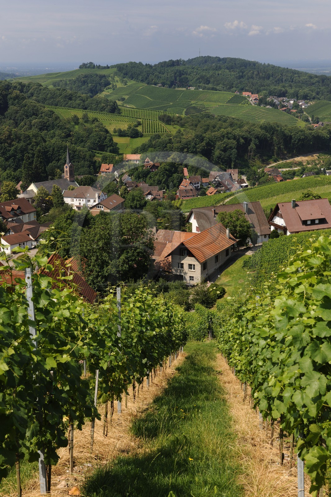Germany, Black Forest, Schwarzwald, Baden-Württemberg, Sasbachwalden surrounded by its vineyard